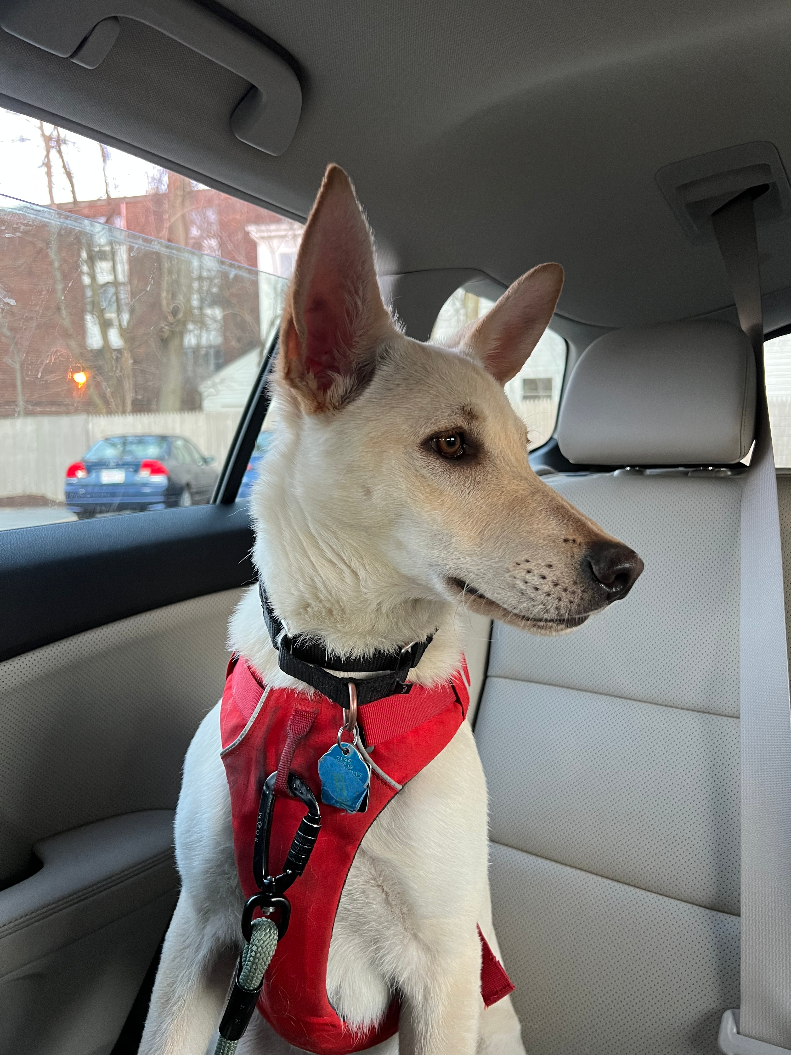 Photo of Sadie